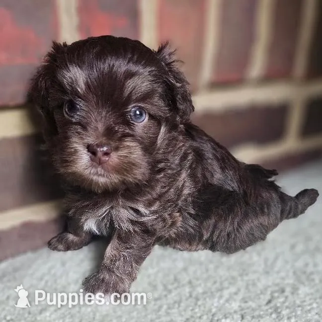 AKC chocolate Buddy – Havanese puppy for sale in Yorktown, VA