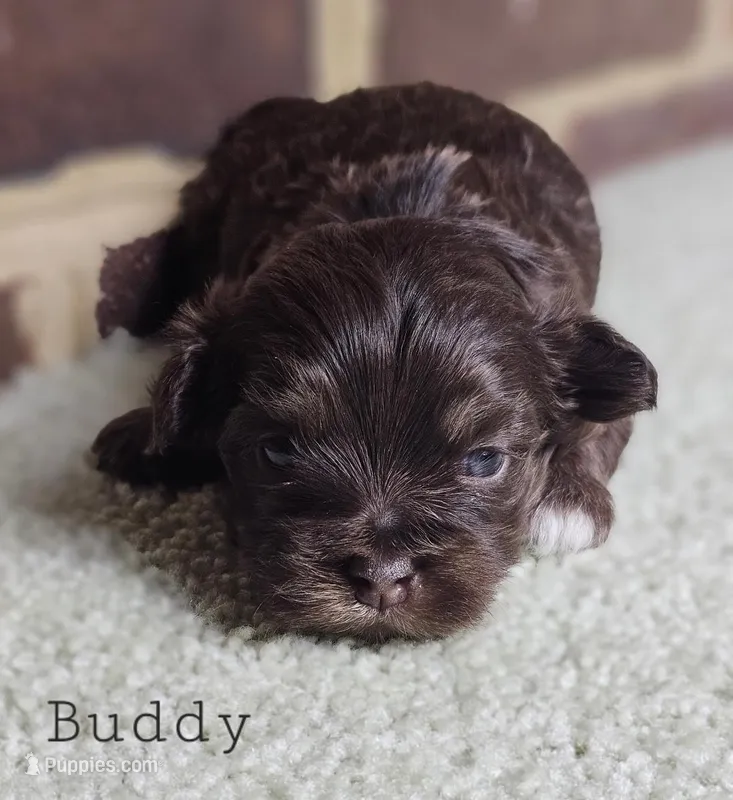 AKC chocolate Buddy