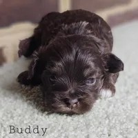 AKC chocolate Buddy, a male Havanese for sale in Yorktown, VA – 2 of 2