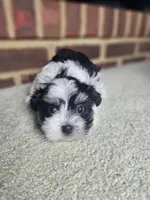 AKC black and white Bear, a male Havanese for sale in Yorktown, VA – 2 of 2