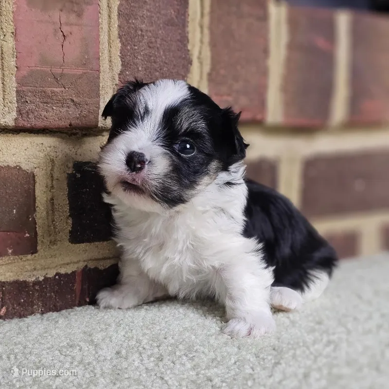 AKC black and white Bear