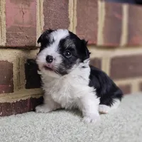 AKC black and white Bear, a male Havanese for sale in Yorktown, VA – 1 of 2