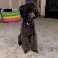 Photo of Poodles