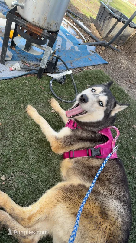 Freya – Siberian Husky puppy for sale in Elsberry, MO