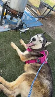 Freya, a female Siberian Husky for sale in Elsberry, MO – 1 of 5