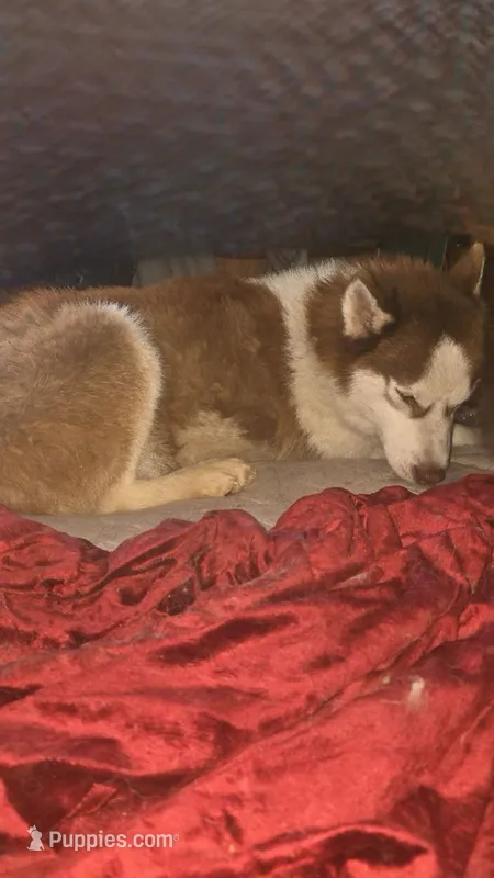 Thor – Siberian Husky puppy for sale in Elsberry, MO