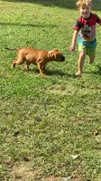 Bear, a male English Bulldog and Boxer for sale in Elsberry, MO – 7 of 8
