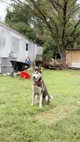 Freya, a female Siberian Husky for sale in Elsberry, MO – 5 of 5