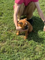 Bear, a male English Bulldog and Boxer for sale in Elsberry, MO – 5 of 8