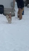 Thor, a male Siberian Husky for sale in Elsberry, MO – 2 of 4