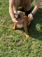 Bear, a male English Bulldog and Boxer for sale in Elsberry, MO – 4 of 8