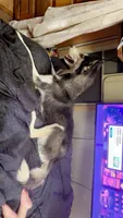 Freya, a female Siberian Husky for sale in Elsberry, MO – 3 of 5