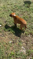 Bear, a male English Bulldog and Boxer for sale in Elsberry, MO – 3 of 8