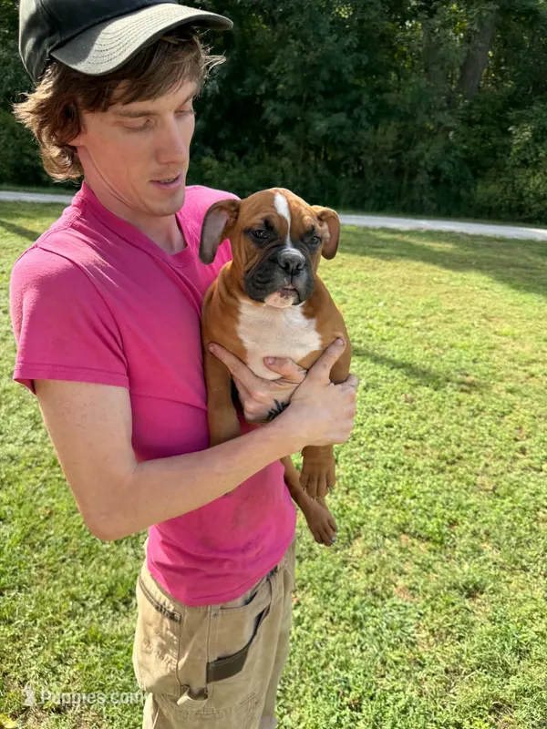 Bear – English Bulldog, Boxer puppy for sale in Elsberry, MO
