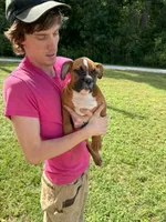 Bear, a male English Bulldog and Boxer for sale in Elsberry, MO – 1 of 8