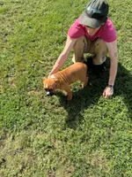 Bear, a male English Bulldog and Boxer for sale in Elsberry, MO – 8 of 8
