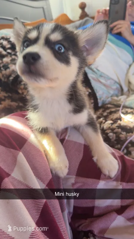 $60 Mini Husky