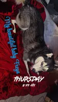 Freya, a female Siberian Husky for sale in Elsberry, MO – 2 of 5