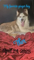 Thor, a male Siberian Husky for sale in Elsberry, MO – 3 of 4