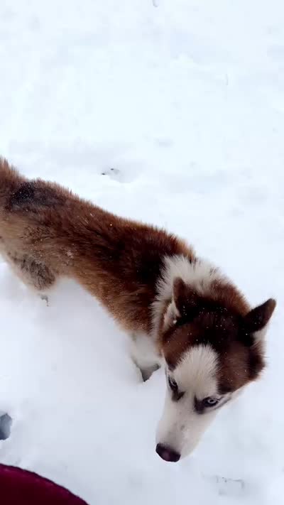 Thor, a male Siberian Husky for sale in Elsberry, MO – 4 of 4