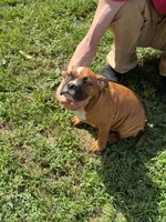Bear, a male English Bulldog and Boxer for sale in Elsberry, MO – 2 of 8