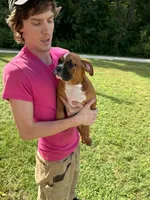 Bear, a male English Bulldog and Boxer for sale in Elsberry, MO – 6 of 8