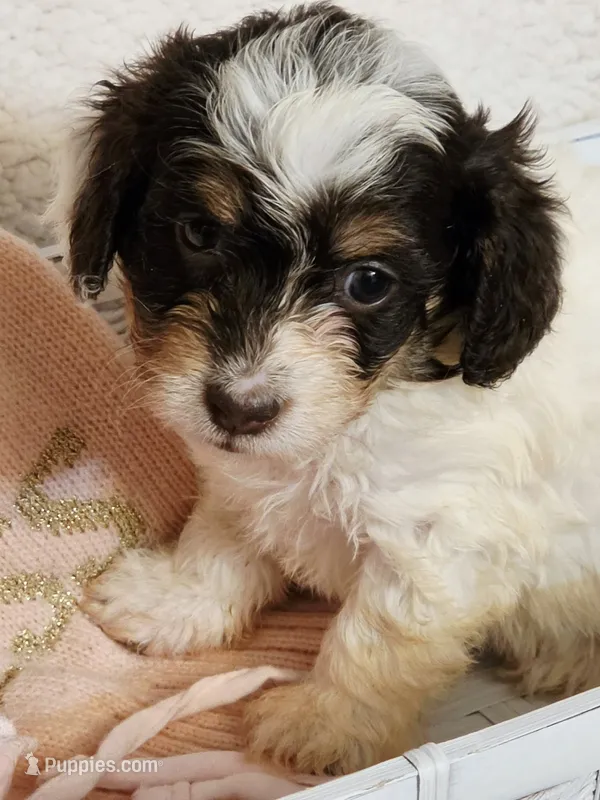 Miss Lily – Doxiepoo, Poodle - Miniature  puppy for sale in Cope, CO
