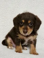 Mr Snickers, a male Doxiepoo and Poodle - Miniature  for sale in Cope, CO – 2 of 2