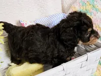 Daisy, a female Doxiepoo and Poodle - Miniature  for sale in Cope, CO – 2 of 2