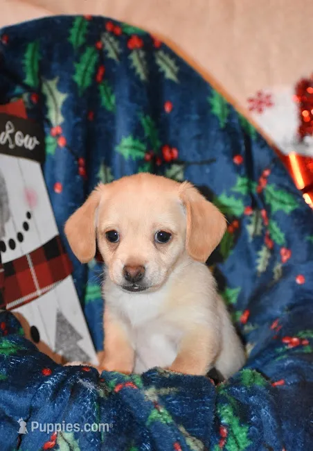 Polar Bear, a male Poodle - Miniature  and Miniature Dachshund for sale in Cope, CO – Photo 1 of 1