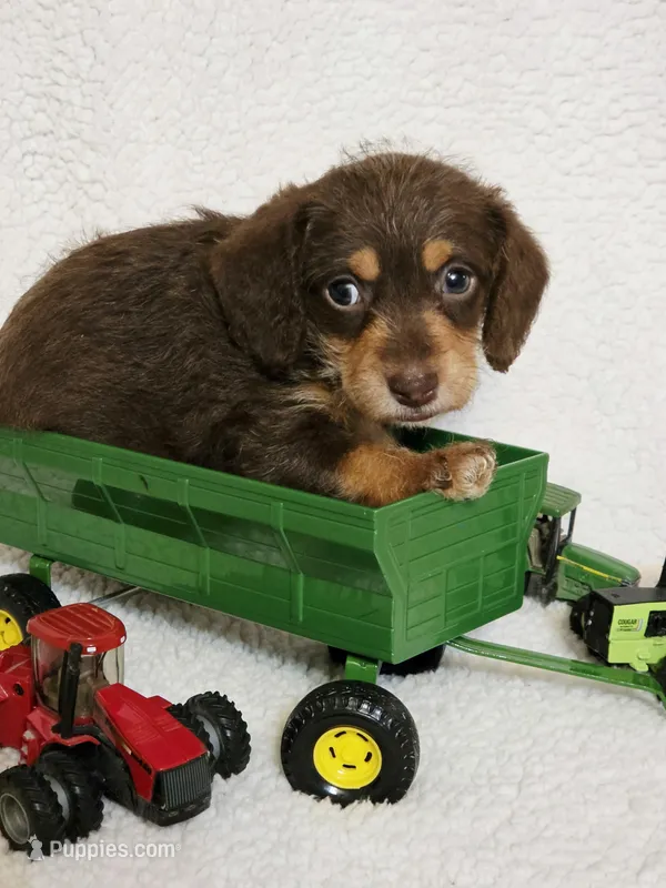 Mr Snickers – Doxiepoo, Poodle - Miniature  puppy for sale in Cope, CO