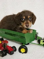 Mr Snickers, a male Doxiepoo and Poodle - Miniature  for sale in Cope, CO – 1 of 2
