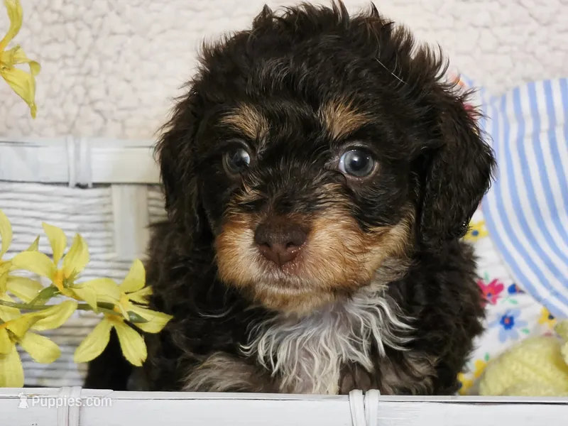 Daisy – Doxiepoo, Poodle - Miniature  puppy for sale in Cope, CO