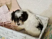 Miss Lily, a female Doxiepoo and Poodle - Miniature  for sale in Cope, CO – 2 of 3