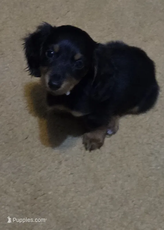 Doxie 1  – Miniature Dachshund puppy for sale in Mechanicsburg, OH