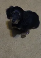 Doxie 1 , a male Miniature Dachshund for sale in Mechanicsburg, OH – 1 of 2