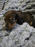 Doxie 2 , a male Miniature Dachshund for sale in Mechanicsburg, OH – 2 of 2