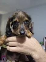 Doxie 2 , a male Miniature Dachshund for sale in Mechanicsburg, OH – 1 of 2