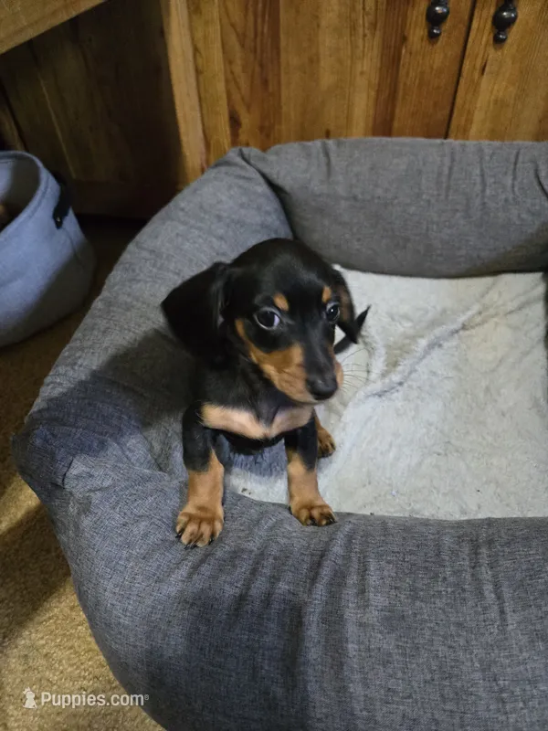 Doxie 3  – Miniature Dachshund puppy for sale in Mechanicsburg, OH