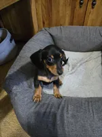 Doxie 3 , a male Miniature Dachshund for sale in Mechanicsburg, OH – 1 of 1