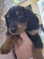 Doxie 1 , a male Miniature Dachshund for sale in Mechanicsburg, OH – 2 of 2