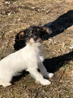 No name yet, a female Shih Tzu and Toy Fox Terrier for sale in Saginaw, MI – Photo 2 of 2