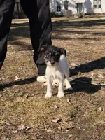 No name yet, a female Shih Tzu and Toy Fox Terrier for sale in Saginaw, MI – Photo 1 of 2