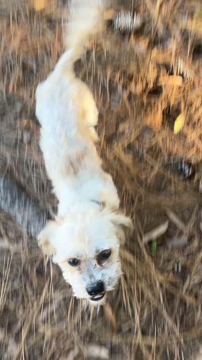 Chicago, a male Shih Tzu for sale in Raleigh, NC – 6 of 6
