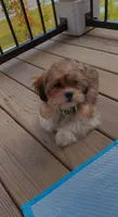 Chicago, a male Shih Tzu for sale in Raleigh, NC – 3 of 6