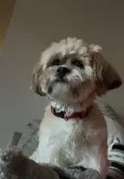 Chicago, a male Shih Tzu for sale in Raleigh, NC – 2 of 6