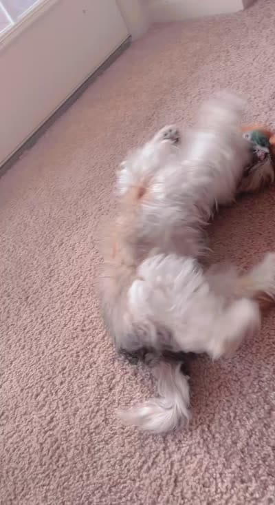 Chicago, a male Shih Tzu for sale in Raleigh, NC – 5 of 6