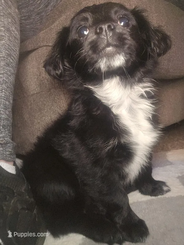 Maggie  – Miniature Dachshund, Toy Australian Shepherd puppy for sale in Atlantic, IA