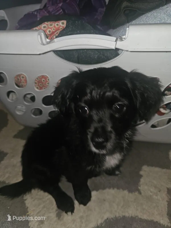 Millie – Miniature Dachshund, Toy Australian Shepherd puppy for sale in Atlantic, IA