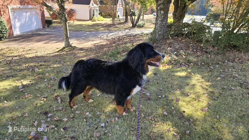 MARJAN BRAVURA – Bernese Mountain Dog puppy for sale in Alpharetta, GA